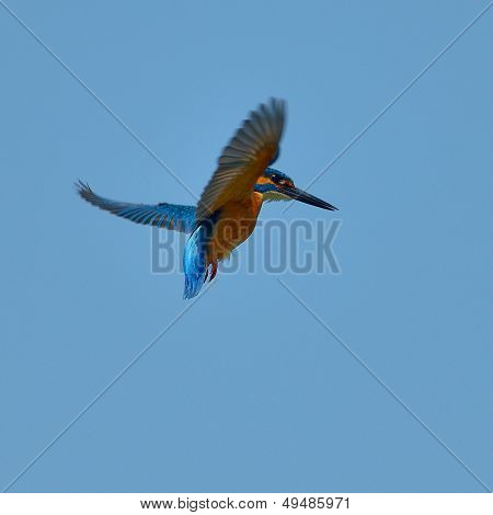 Zimorodek w locie (alcedo atthis)