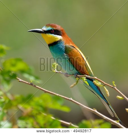 Avrupa arı kuşugiller (arı kuşu Apiaster) açık