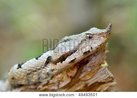 grand-duc d'Amérique viper dans leur habitat naturel (vipera ammodytes)