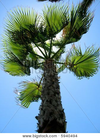 Palmiye ağacı