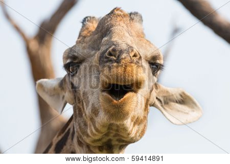 Giraffe in Namib