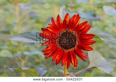 Red sunflower