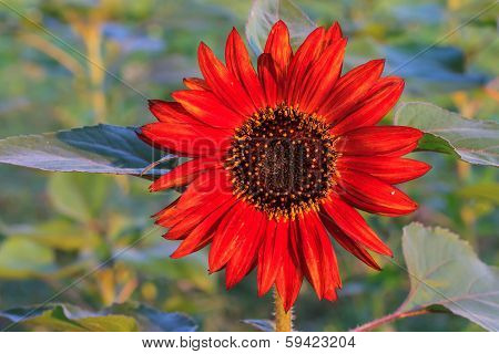 Red sunflower