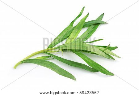 Tarragon Herbs