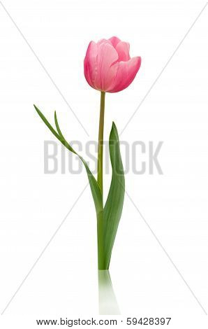 Tulip One flower isolated on white