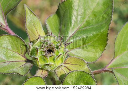 Sunflower bud