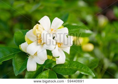 White Flower Murraya Paniculata