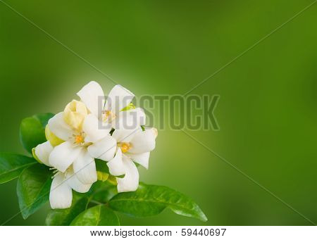 White Flower Murraya Paniculata