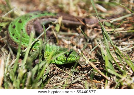 lizard