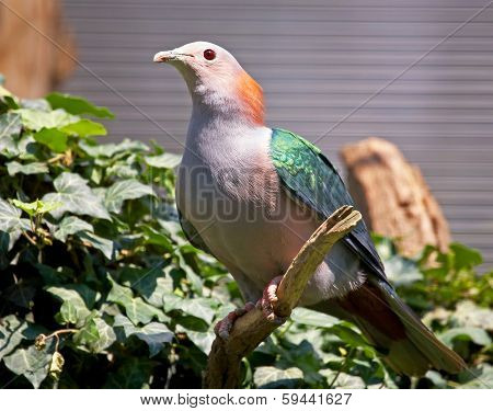 Pigeon