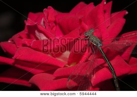 große Spreadwing damselfy