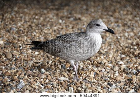 Gull