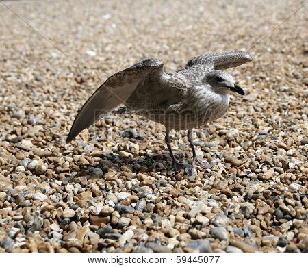 Gull