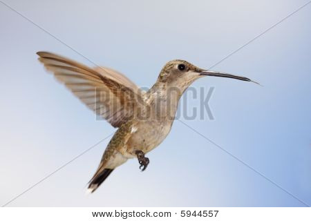 Siyah Çeneli sinek kuşu (archilochus Alexandri)