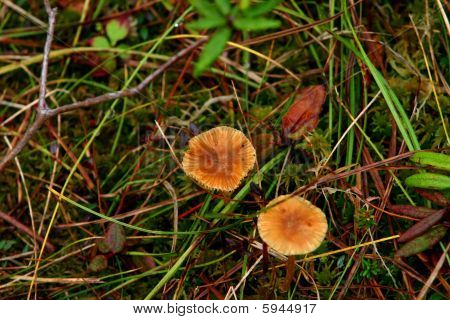 Champignon og skov kuld