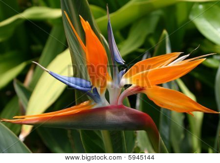 Bird Of Paradise