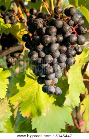 Weinberg in Herbst