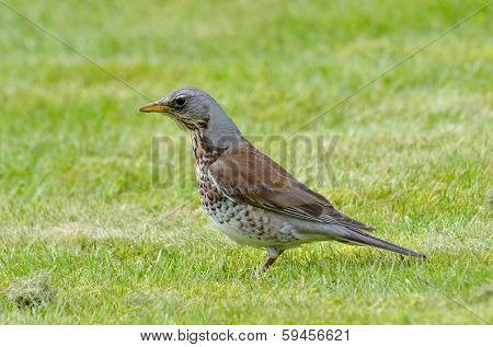 nutcracker (nucifraga caryocatactes) in natural habitat