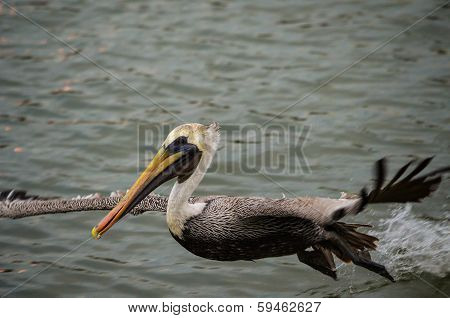 Pelican taking Flight