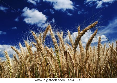 Grano
