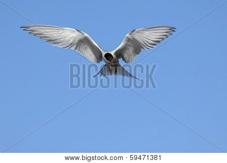 Tern In Flight