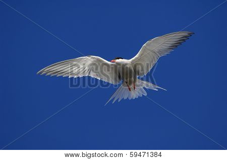Tern In Flight