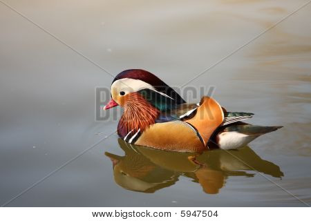 Mandarin kacsa