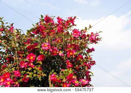 Sasanqua Flowers Are In Bloom A Lot