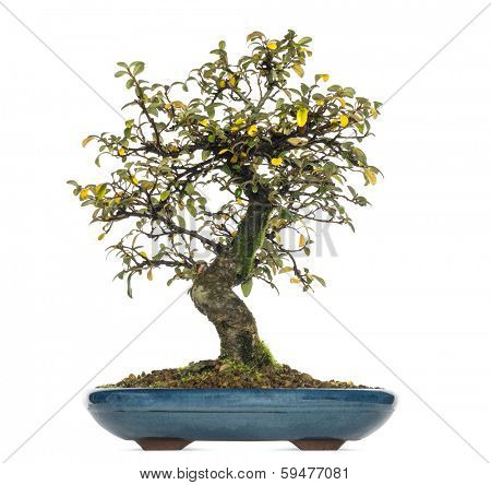 Cotoneaster dammeri bonsai tree, isolated on white