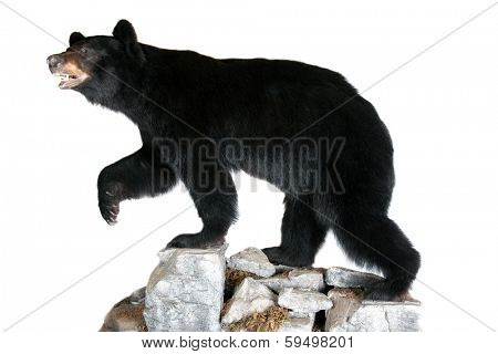 A Genuine Stuffed North American Black Bear AKA Ursus Americanus standing on rocks. Isolated on white with room for your text. Black Bears are they are on the official flag of California