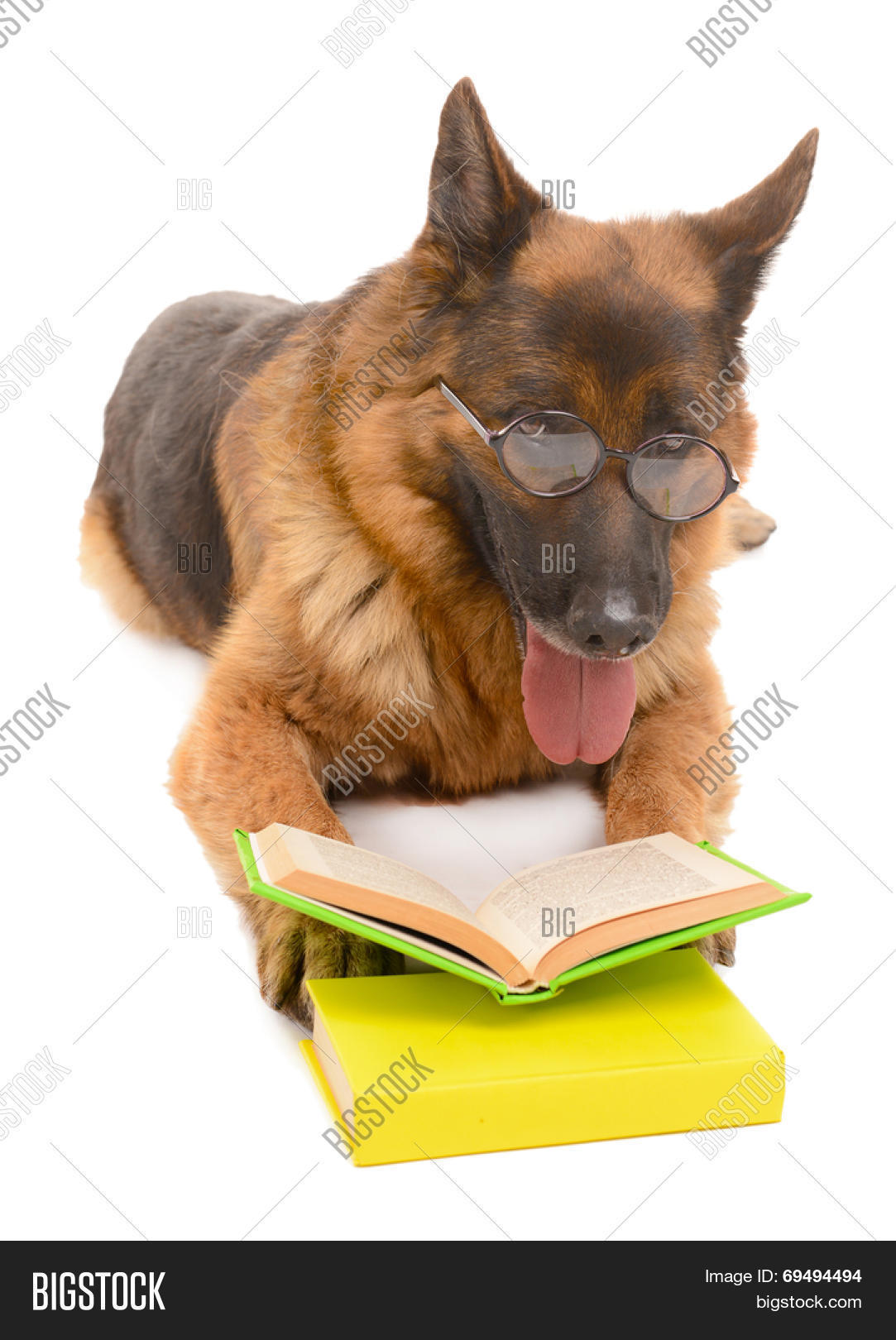 Funny Cute Dog Books Image & Photo (Free Trial) Bigstock