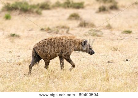 Hyena