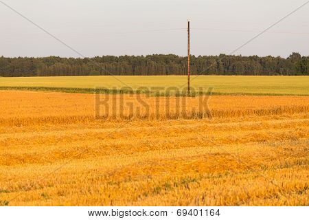 Summer Landscape With Farm Fields