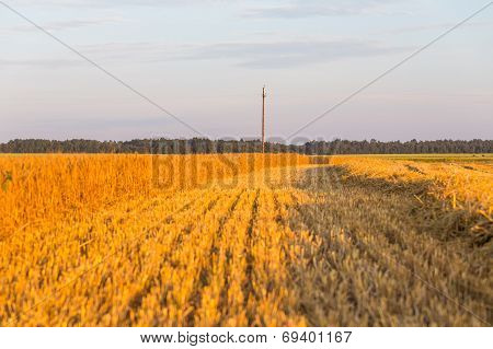 Summer Landscape With Farm Fields