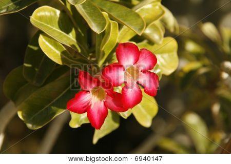 Fiori in oasi