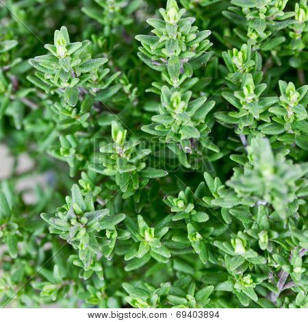 fresh thyme