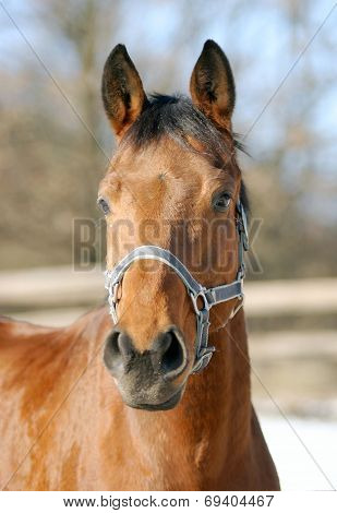 Close-up of a chestnut bay horse in paddock