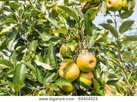 Ripening Apples On The Tree