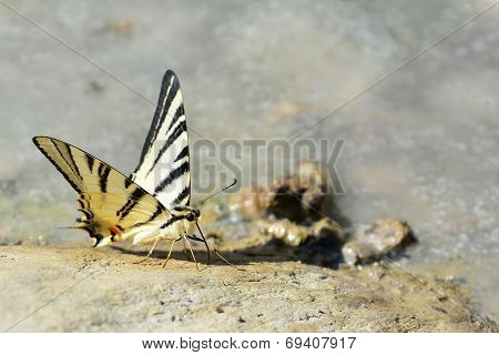 Butterfly On The Rock