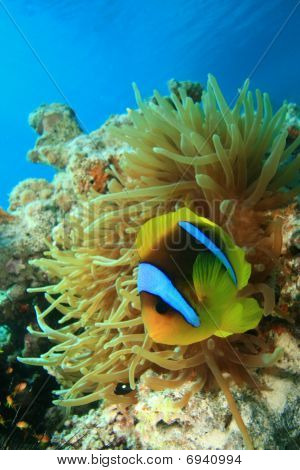 Rotmeer-Anemonenfisch