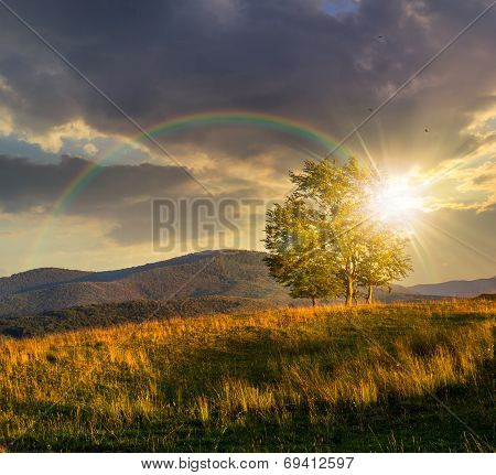 Trees Near Valley In Mountains  On Hillside At Sunset