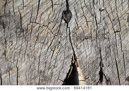 Texture of old tree stump closeup