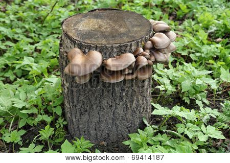 Oyster mushrooms growing on a stump.