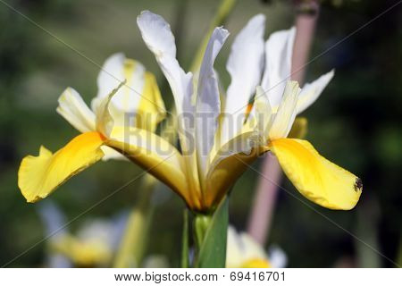Iris Flower In Garden