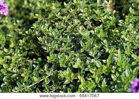 Thymus Serpyllum, Known As Breckland Thyme