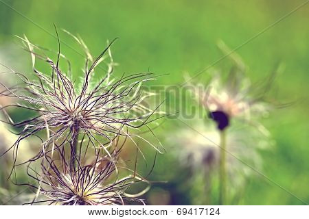 Pulsatilla Vulgaris Seedhead