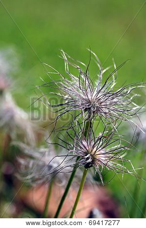 Pulsatilla Vulgaris Seedhead