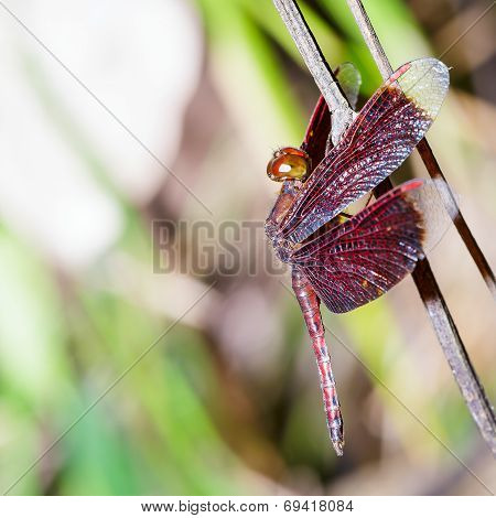 Male Red Dragonfly On Plant , Neurothemis Fluctuans