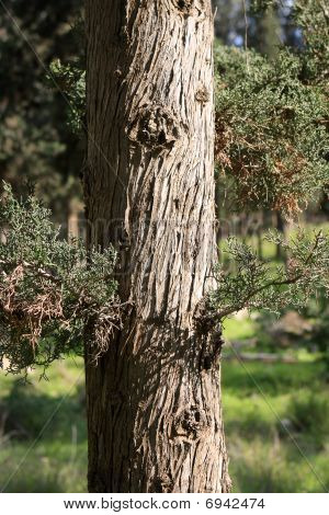 Tronco de árbol