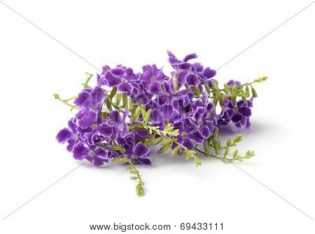 Flowers Isolated On White Background